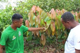 Matéria cacau-05.jpg