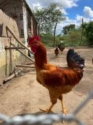 Foto Victória Bárbara - Bahiater SDR.jpeg