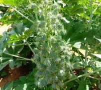 WhatsApp Image 2020-09-09 at 17.44.36.jpg