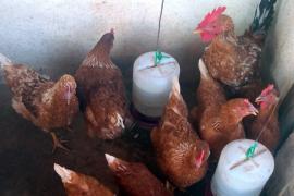 criação de galinha 2.jpg