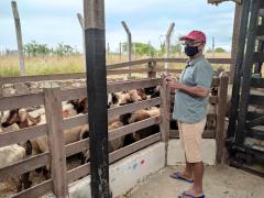 Lote-caprinosovinos-Central-Prosemiarido (2).jpeg