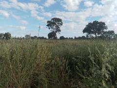 WhatsApp Image 2022-04-05 at 09.15.48.jpeg