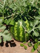 WhatsApp Image 2022-09-06 at 13.44.07.jpeg