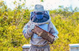 DIA DO APICULTOR - NOTICIA.png