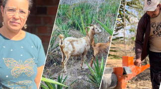 Modelo baiano  (1).png