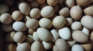 Modelo baiano  (6).png