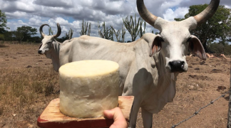 Modelo baiano de execução de políticas públicas será exemplo para ações de Desenvolvimento Rural da Colômbia (1).png