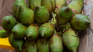 Modelo baiano  (3).png