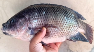 Foto - SITE - SDR (1).png