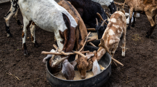 Foto - SITE - SDR (53).png