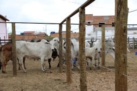 Centro de Comercialização de Animais em Várzea do Poço (9).jpeg