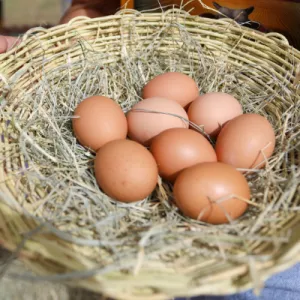 Cooperativa de Pintadas lança marca de ovos caipiras certificados da agricultura familiar 