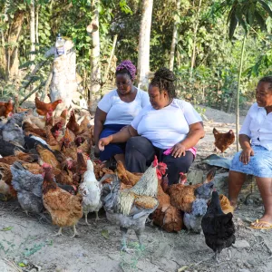 Certificação do SIM fortalece a avicultura familiar e amplia acesso a mercados na Bahia