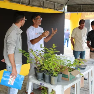 Bahia lança sistema para monitorar perdas de abelhas e fortalecer apicultura