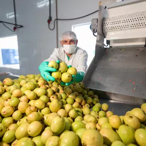 Unidade de Beneficiamento de Frutas fortalece a agricultura familiar em Inhambupe