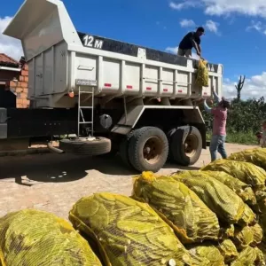 SDR encerra agosto com quase meio milhão  de palmas forrageiras entregues na Bahia