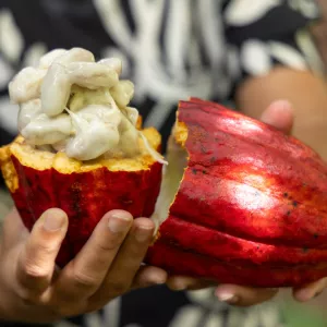 Importação de cacau da Costa do Marfim é suspensa