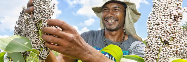 Sistemas Agrícolas Resilientes instalados no Semiárido baiano irão assegurar a perpetuação de sementes livres de transgenia