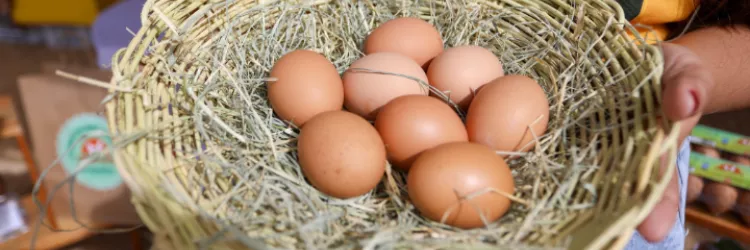 Cooperativa de Pintadas lança marca de ovos caipiras certificados da agricultura familiar 