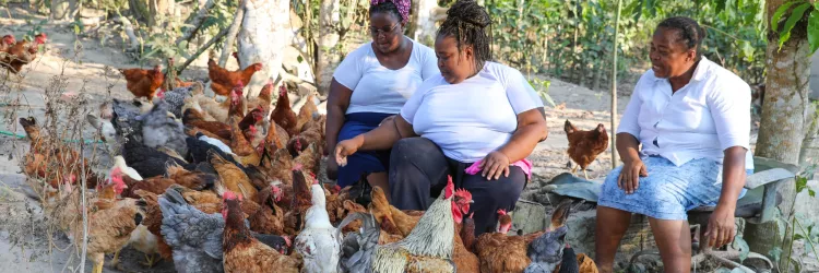 Certificação do SIM fortalece a avicultura familiar e amplia acesso a mercados na Bahia
