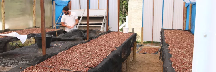 Bahia que Produz e Alimenta impulsiona cadeia do licuri em Monte Santo