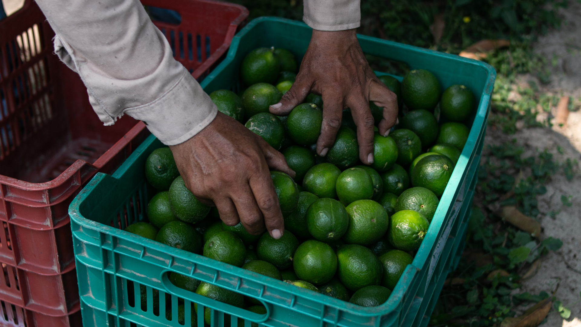 Seagri promove reunião para discutir a Citricultura na Bahia 