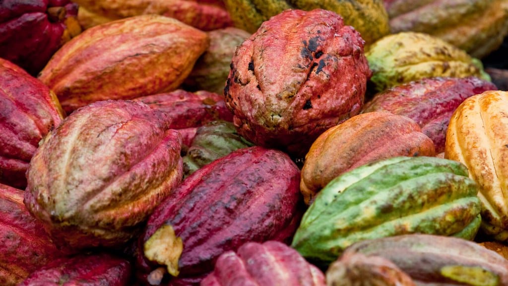 Cacau cresce na Bahia