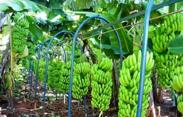 Plantação de banana