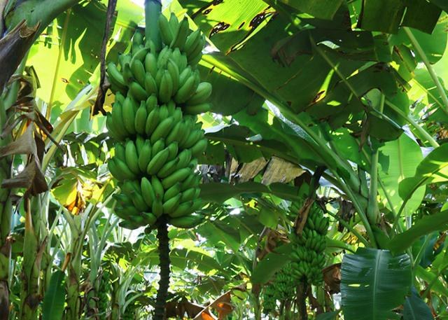 Banana