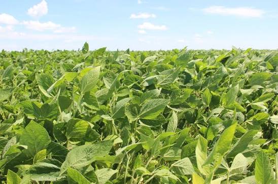 Agricultura