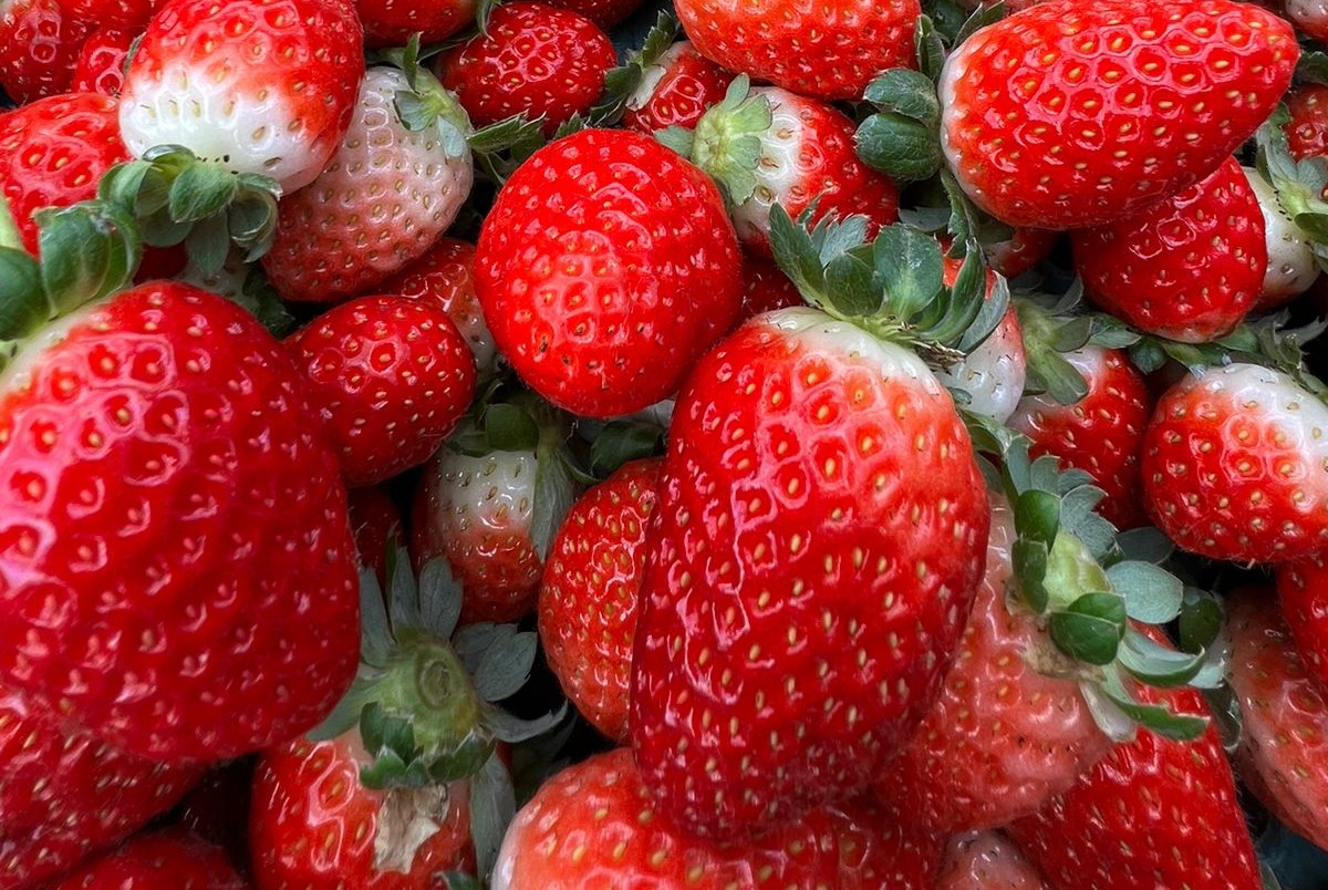 Morango