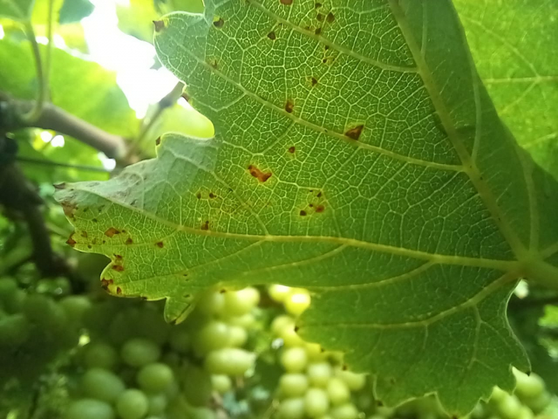 Foto Reprodução | Ascom Adab.