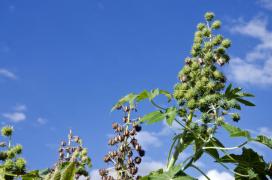 Foto Saulo Coelho - Embrapa.jpg