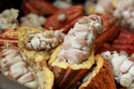 Cacau_Foto_FernandoVivas_GOVBA (2).jpg