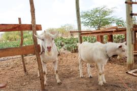 Termo_de_Cooperacao_Seagri_CasaNova_Foto_TiagoDantas_Seagri_BA (3).jpeg