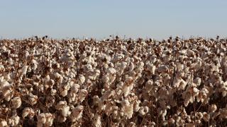 Algodao_Foto_FeijaoAlmeida_GOVBA (3).jpg