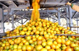 Laranja_Foto_Divulgacao.jpg