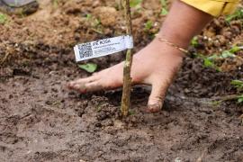 Projeto_arborizacao_urbana_Barreiras_Foto_Tiago_Dantas_Seagri_BA (3).jpeg