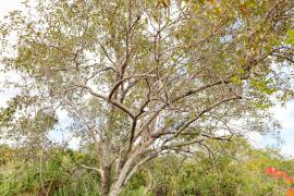 Expedicao_Seagri_Ibicoara_Mangaba_Foto_Tiago_Dantas_Seagri_BA (5).jpeg