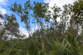 Expedicao_Seagri_Ibicoara_Mangaba_Foto_Tiago_Dantas_Seagri_BA (7).jpeg