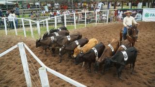 Feiras_Agropecuarias_Foto_Mateus_Pereira_Seagri_BA (4239).jpg