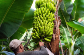 Banana_Foto_Divulgacao.png