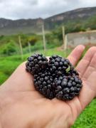 Producao_frutas_vermelhas_Chapada_Diamantina_Bahia_Foto_Divulgacao (1).jpeg