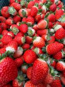 Producao_frutas_vermelhas_Chapada_Diamantina_Bahia_Foto_Divulgacao (2).jpeg
