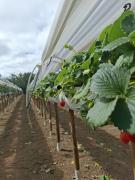 Producao_frutas_vermelhas_Chapada_Diamantina_Bahia_Foto_Divulgacao (3).jpeg