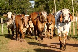 00003_ credito da foto Heckel Junior_10.JPG