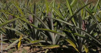 0003  09242015 _ABACAXI - TAPIRAMUTA 1_ FOTO - HECKEL JUNIOR (71) 992896829.jpg