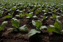 0004  10052011 - Missao chinesa charuto - Cred fot - Heckel Junior - (71) 9289 6829 _.JPG