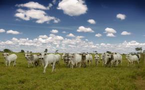 00054 03092014 RELATORIO ANUAL - ACERVO SEAGRI E PARTICULAR .JPG