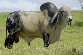 00096 30102012 RELATORIO ANUAL - ACERVO SEAGRI E PARTICULAR .JPG